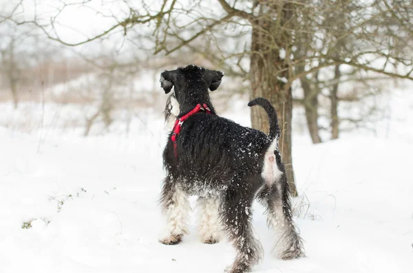 Schnauzer pe zăpadă — Fotografie, imagine de stoc