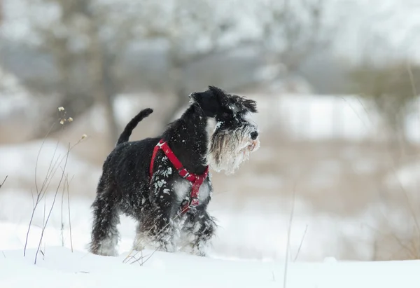 Schnauzer auf Schnee — Stockfoto