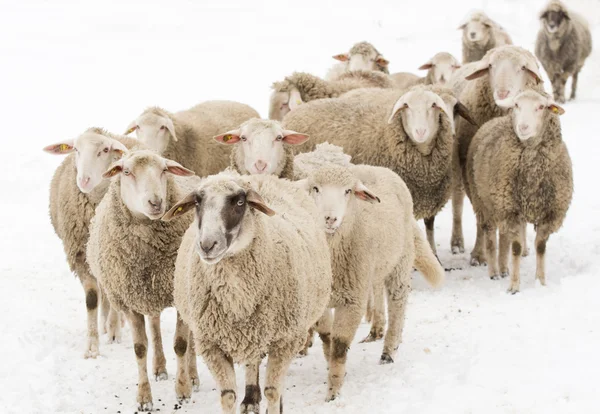 Schafe auf Schnee — Stockfoto