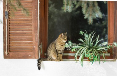 pencere üzerinde oturan kedi