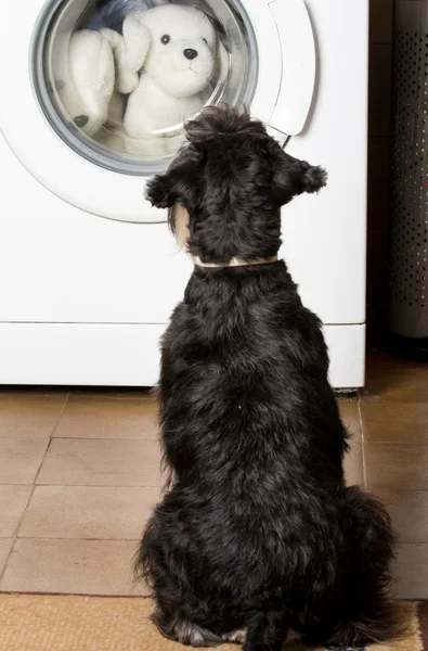 Собака смотрит на стиральную машину — стоковое фото