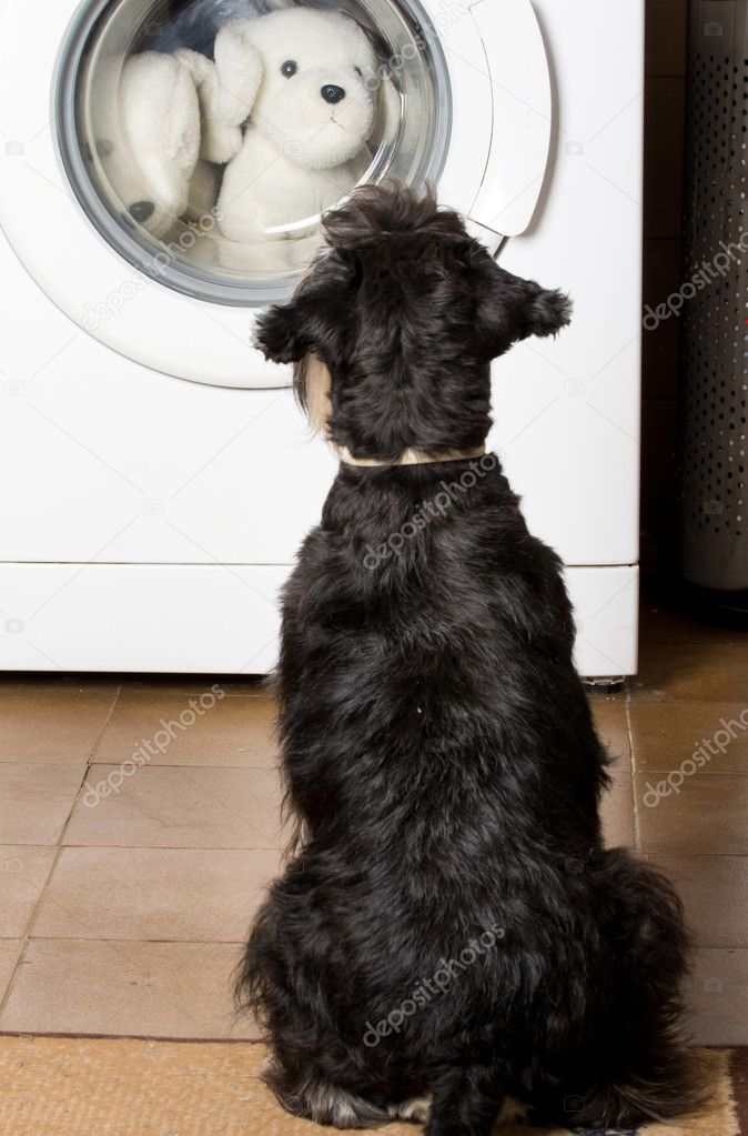 Dog looking at washing machine Stock Photo by ©budabar 41572427