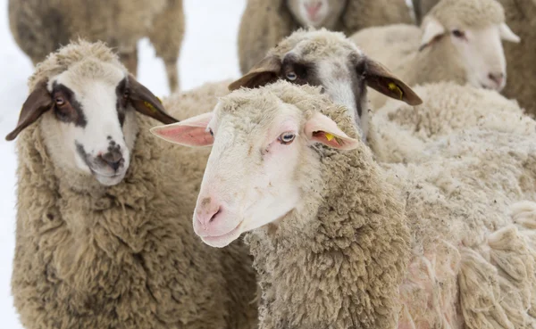 Sheep — Stock Photo, Image