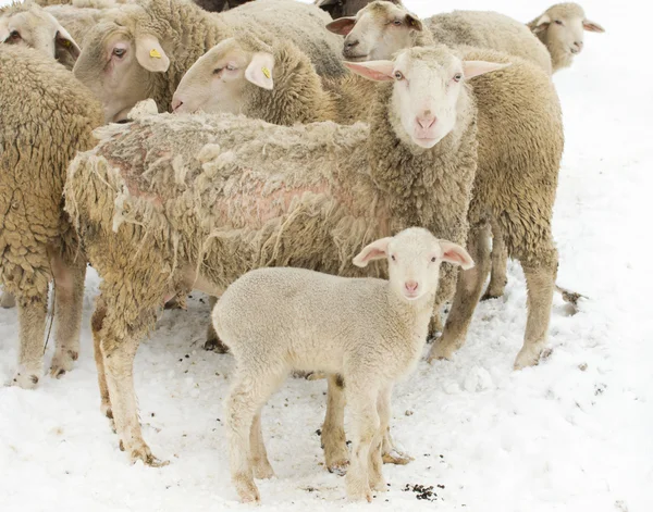 Schapen ziekte — Stockfoto