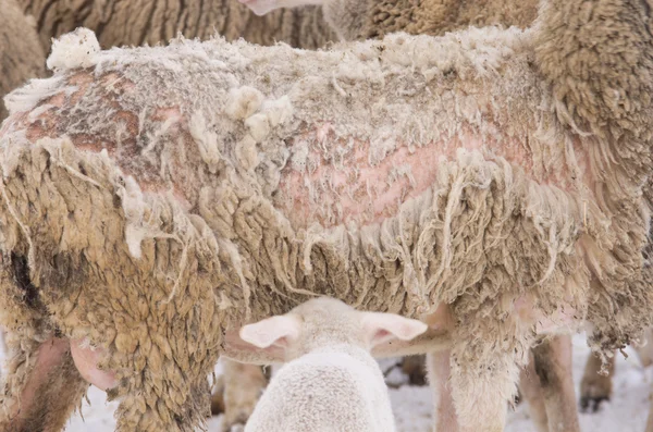 Sheep illness — Stock Photo, Image