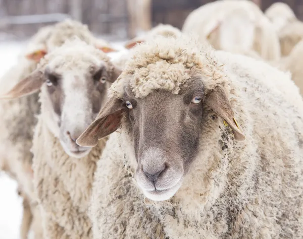Ovce portrét — Stock fotografie