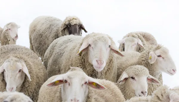Ram with sheep — Stock Photo, Image