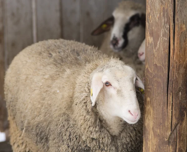 Schapen portret — Stockfoto