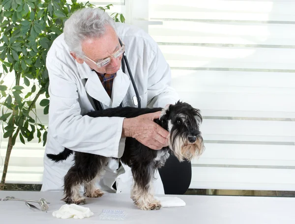 Ветеринар с миниатюрным шнауцером — стоковое фото
