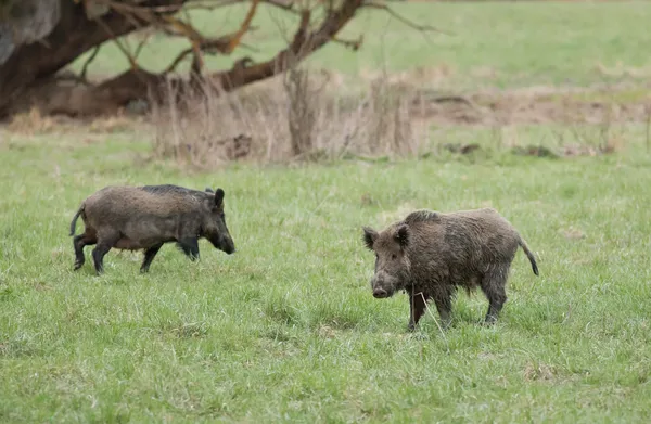 Wild boars walking — Stock Photo, Image