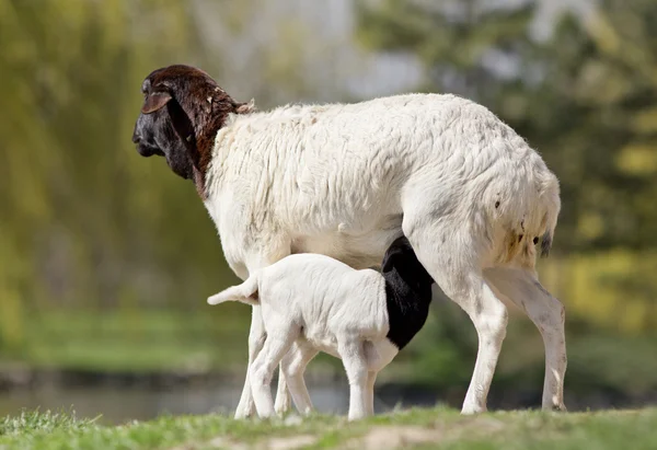にきびペルシャ羊 — ストック写真
