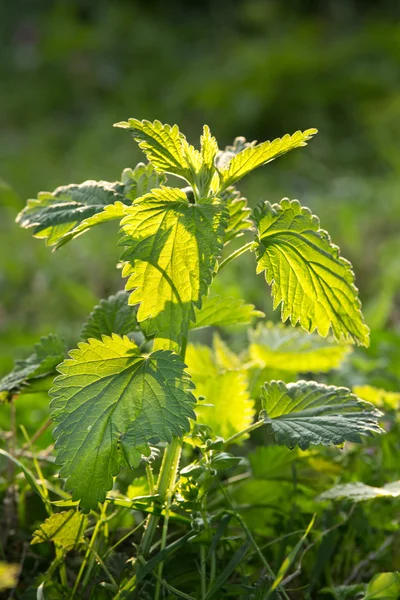 Nettle — Stock Photo, Image