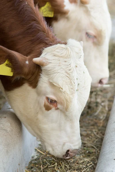 Cows eating hay — Stock Photo, Image