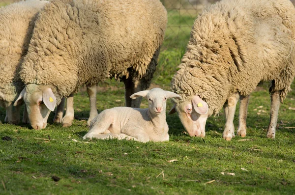 Jagniąt i owiec — Zdjęcie stockowe