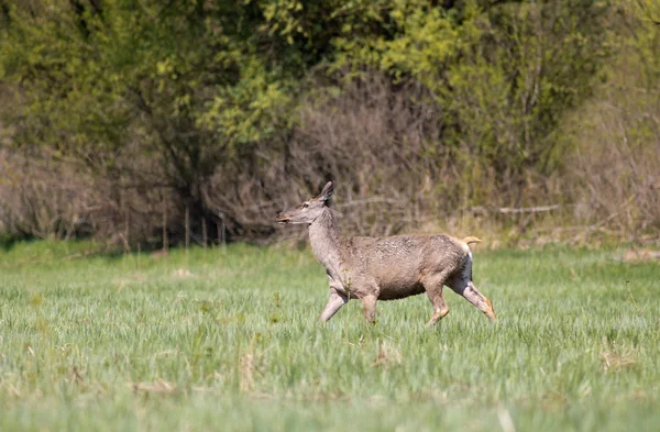 Hind on meadow — Stock Photo, Image