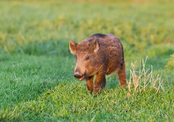 Wild boar — Stock Photo, Image