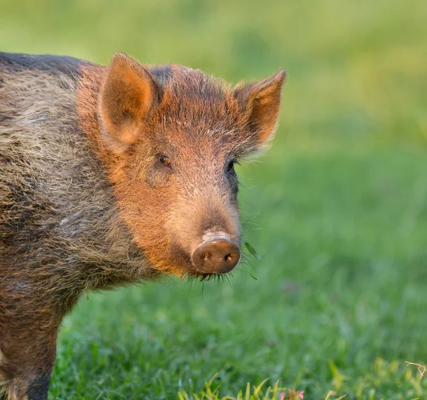 Piglet — Stock Photo, Image