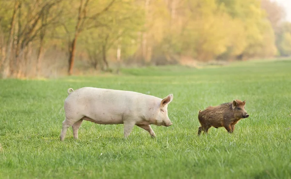 Organic feeding — Stock Photo, Image