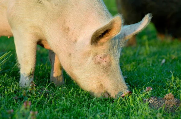 Yorkshire pig — Stock Photo, Image