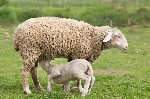 ヴュルテンベルク羊 — ストック写真