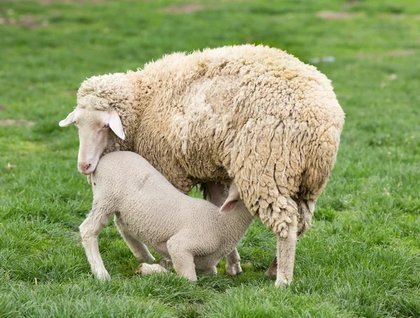 Wuerttemberg sheep — Stock Photo, Image