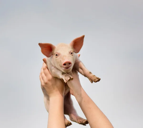 Funny piglet — Stock Photo, Image