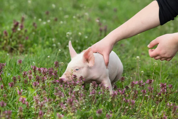 Piglet with blue eye — Stock Photo, Image