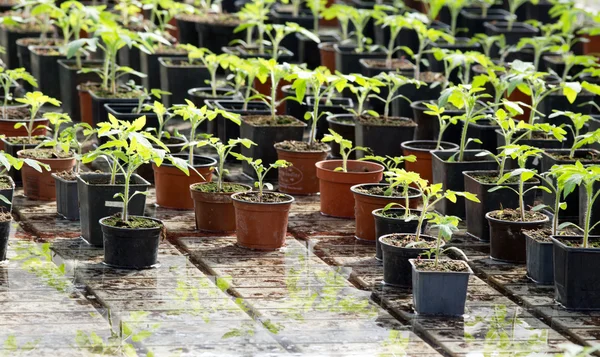 Brotes de luz solar — Foto de Stock