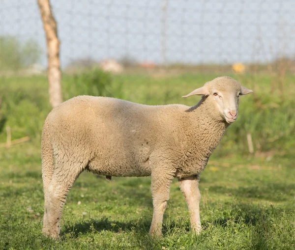 Lamm på gräs — Stockfoto