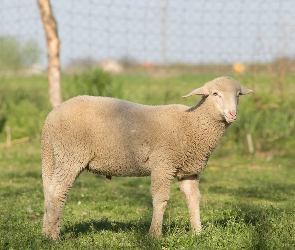 Lam op gras — Stockfoto