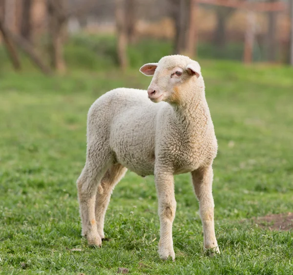 Lamm på gräs — Stockfoto