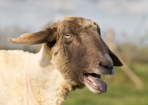 Sheep bleats — Stock Photo, Image