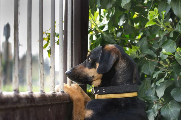 Geduldiger Hund — Stockfoto