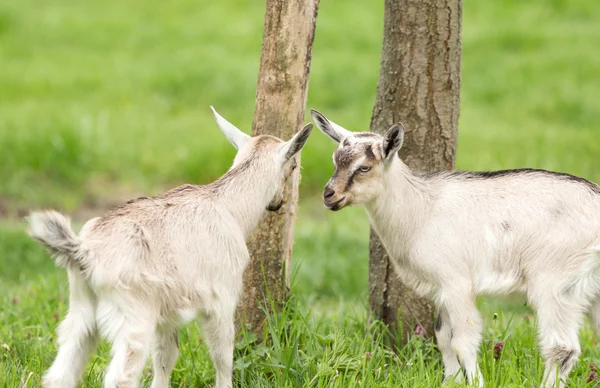 Goatlings spela — Stockfoto