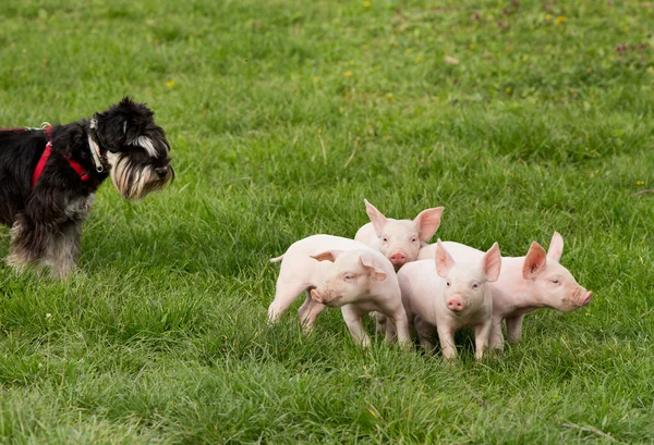 Dog with piglets — Stock Photo, Image