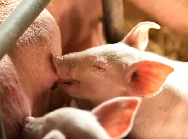Кормление свиней — стоковое фото