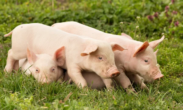 Cute piglets — Stock Photo, Image