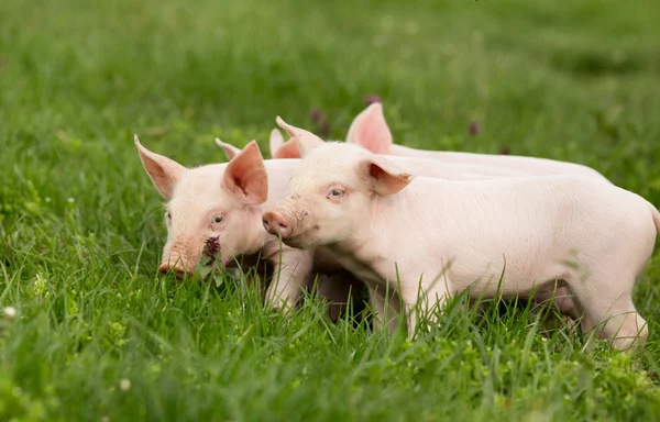 Piglets on grass — Stock Photo, Image