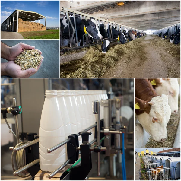 Dairy industry — Stock Photo, Image