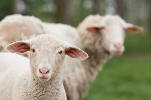 Nieuwsgierig lam — Stockfoto