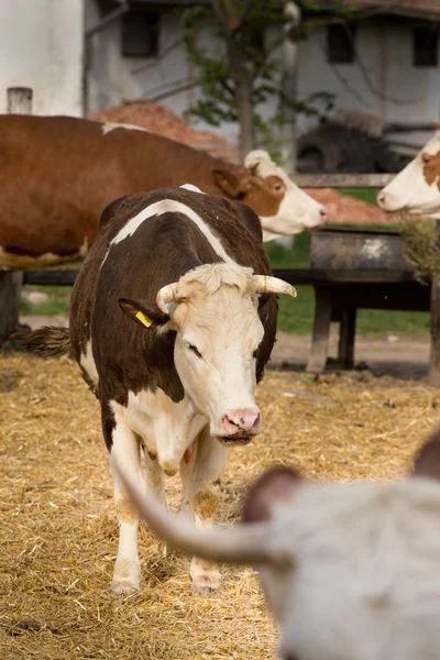 Корови на фермі — стокове фото