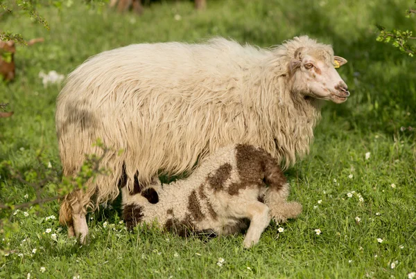 Schapen verpleging lam — Stockfoto