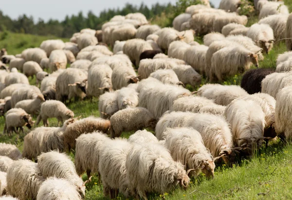 Выпас овец — стоковое фото