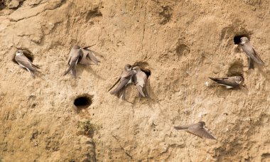 kum-martins