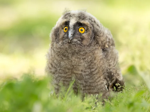 Hibou Des Marais Image Libre De Droit Par Budabar C