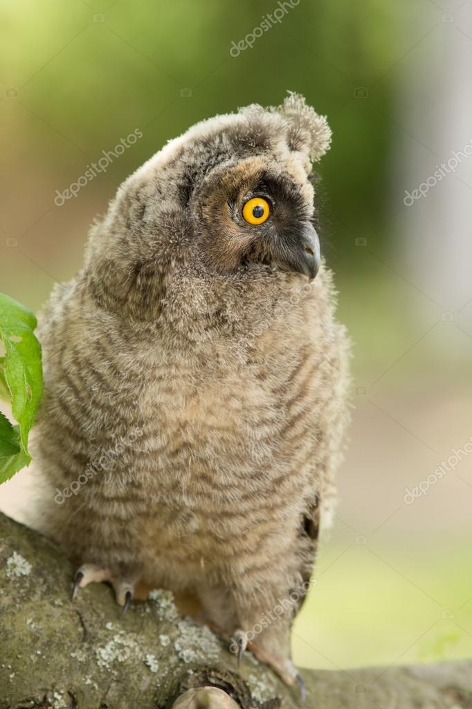 Hibou Des Marais Image Libre De Droit Par Budabar C