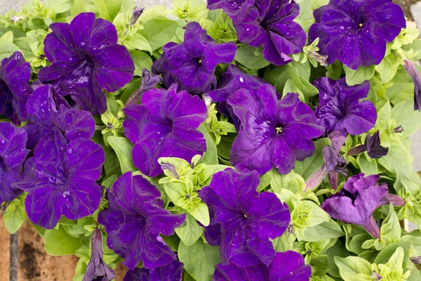 Blommor i trädgården (petunia) — Stockfoto