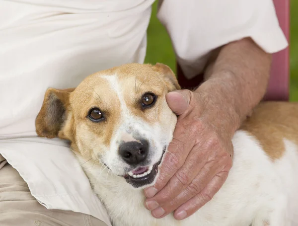 Cane coccoloso — Foto Stock