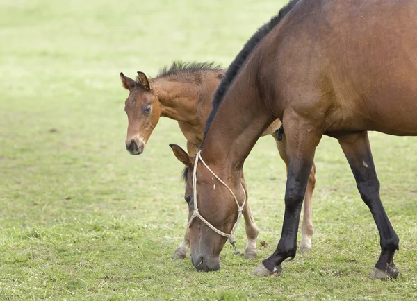 Foal with mother — Stock Photo, Image