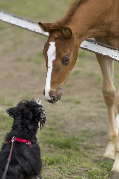 Foal and dog — Stock Photo, Image